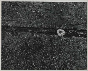 Edward Wallowitch,n.t.(Flower on Pavement), c.1957, 19,7 (20,6) x 24,6 (25,3) cm ©The Estate of Edward Wallowitch, Courtesy: Daniel Blau, Munich