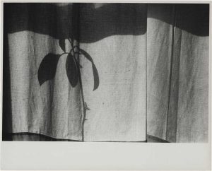 Edward Wallowitch, n.t.(Plant Shadow), c.1959, 16,8 (20,5) x 24,7 (25,4) cm ©The Estate of Edward Wallowitch, Courtesy: Daniel Blau, Munich