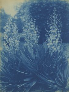 Émile Zola (1840-1902), "Flowers", c. 1895-1900, cyanotype mounted on original board ©Daniel Blau, Munich