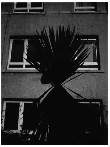 Joseph Glover "Palm,269", 2020, © Joseph Glover, courtesy Daniel Blau, Munich