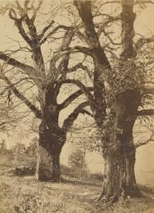 Unidentified Photographer, "Chestnut Trees in Hostel", November 1872