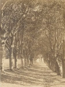 Unidentified Photographer, "Linden Tree Avenue in Hostel", 1872