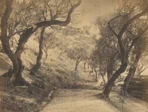 Unidentified Photographer, "Olive Trees in Nice", c. 1872