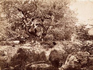 Charles Bodmer (active 1860-1896 ), "Barbizon Tree Study", c. 1870-75