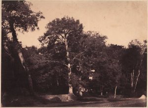 Gustave Le Gray (1820-1884), "Arbres en bordure du pavé de Chailly, Fontainebleau", 1852